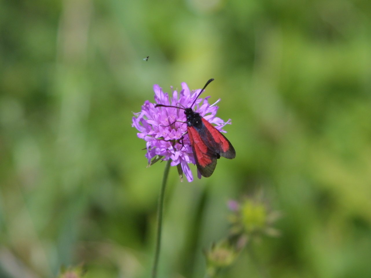 Zygaena purpuralis